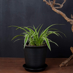 indoor plant pot black